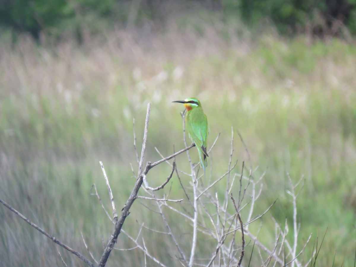 Blue-cheeked Bee-eater - ML71332141