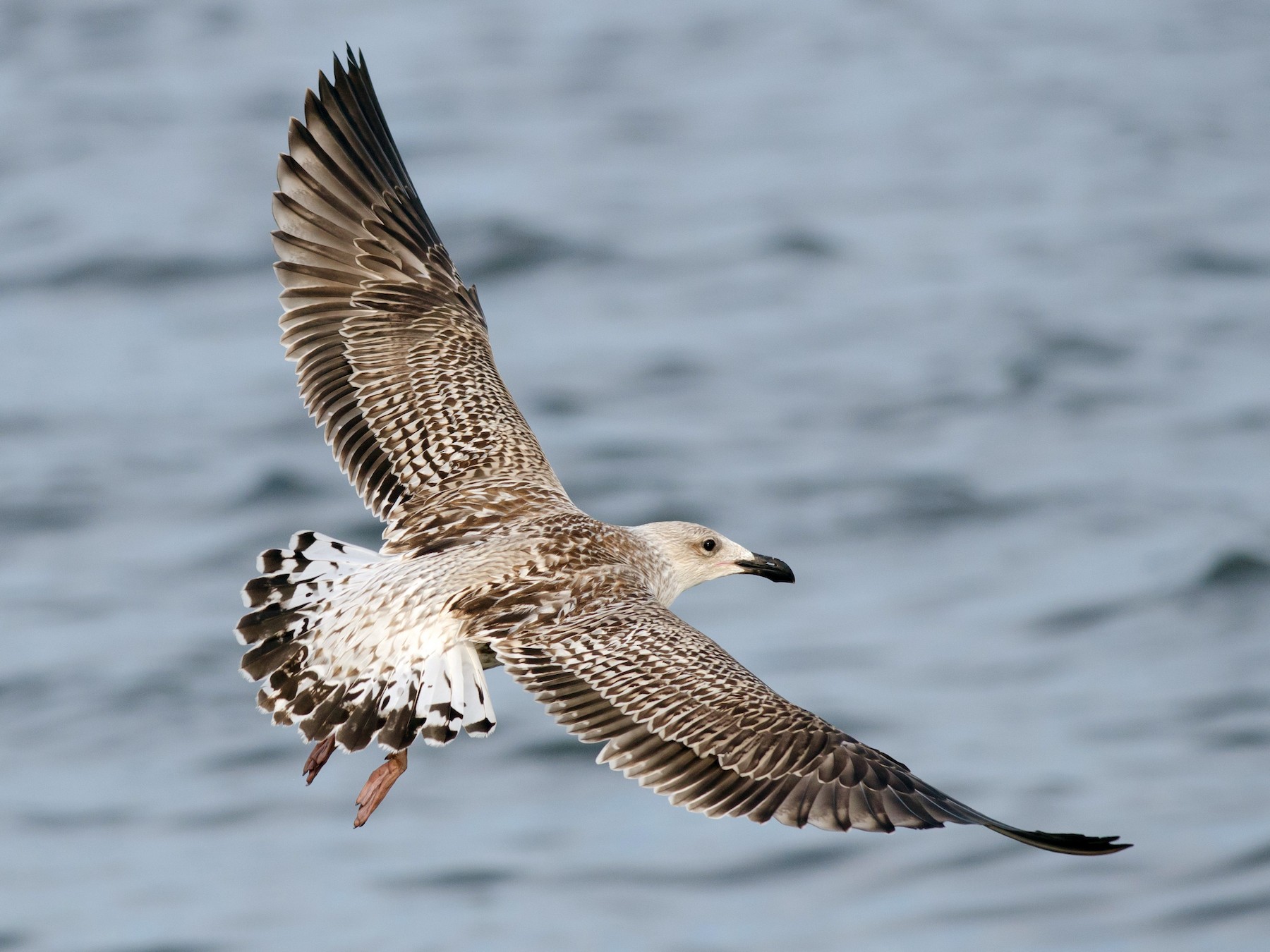 Great Black-backed Gull - eBird
