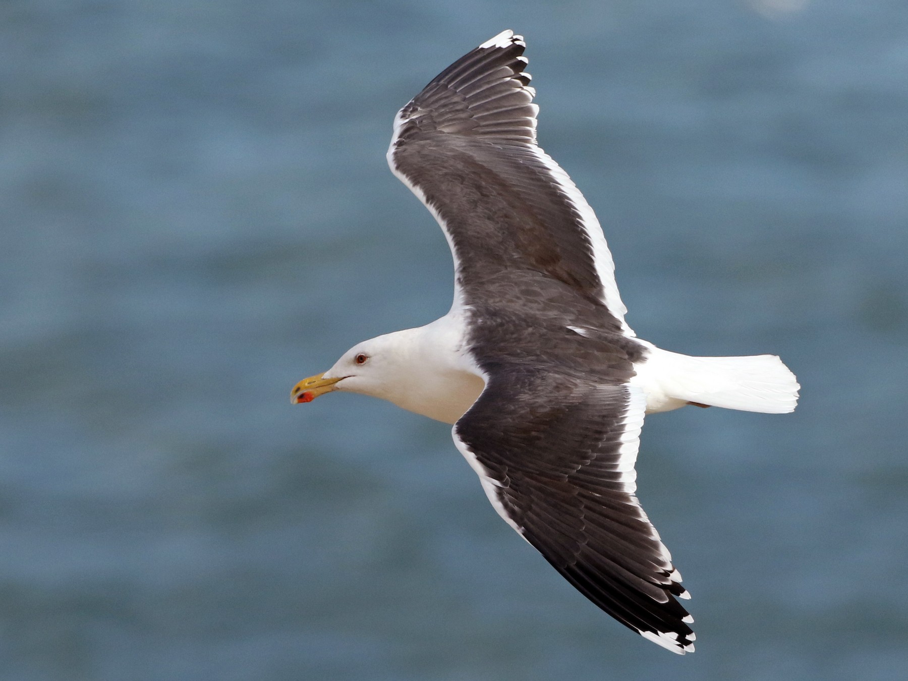 Great Black-backed Gull - Luke Seitz