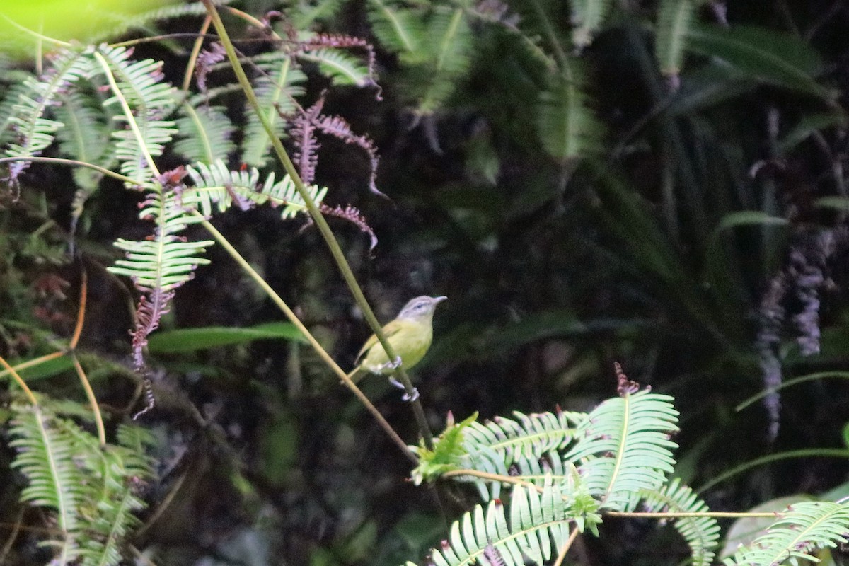 Island Leaf Warbler (Halmahera) - ML71333101