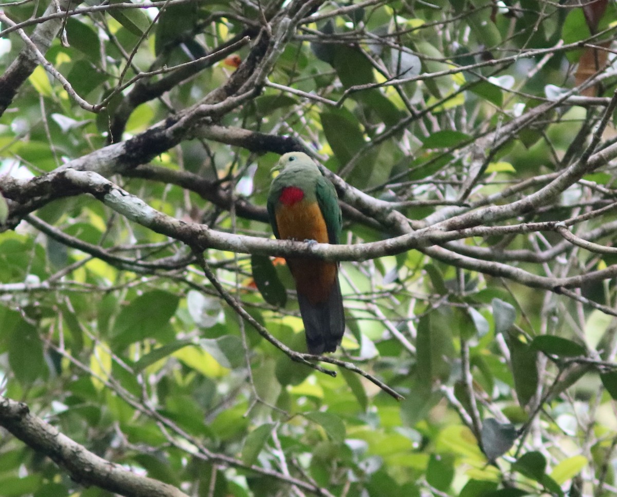 Scarlet-breasted Fruit-Dove - ML71333831