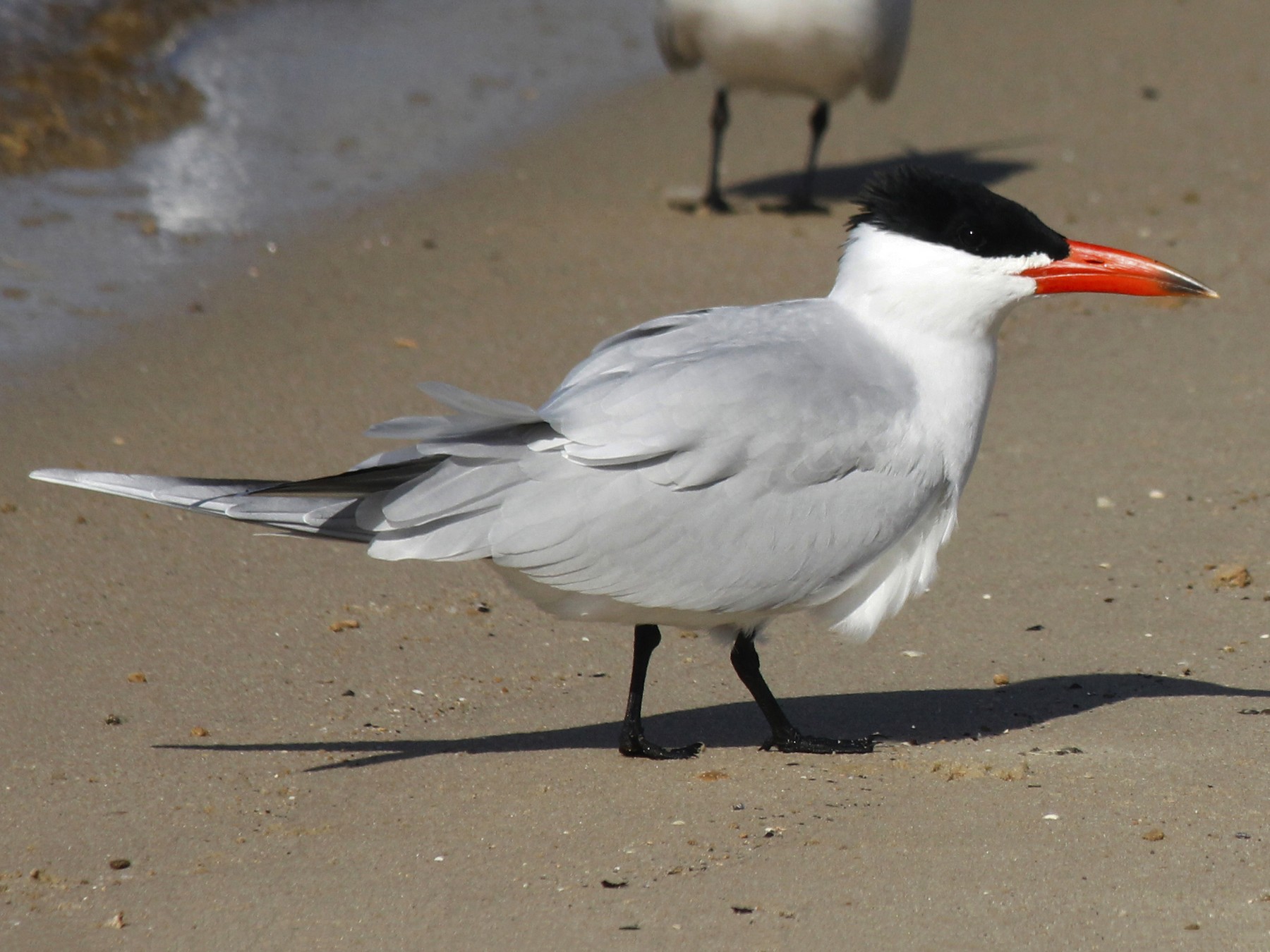 Caspian Tern - Esme Rosen