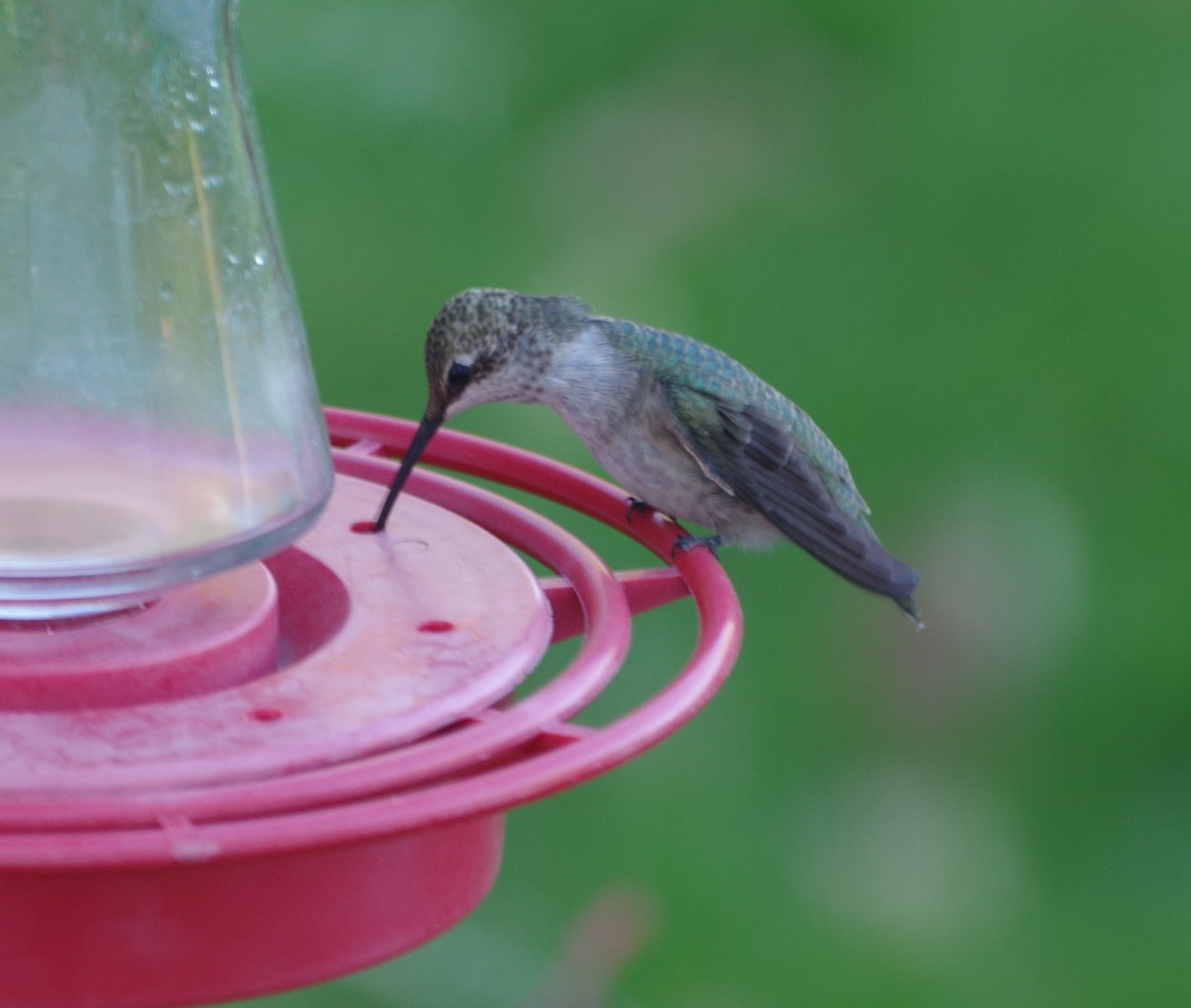 Black-chinned Hummingbird - ML71334821
