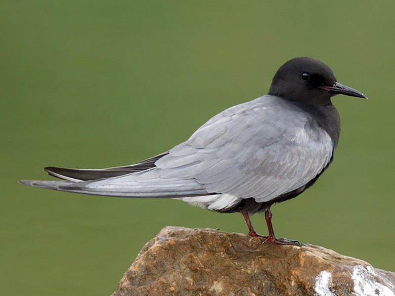 Black Tern - eBird