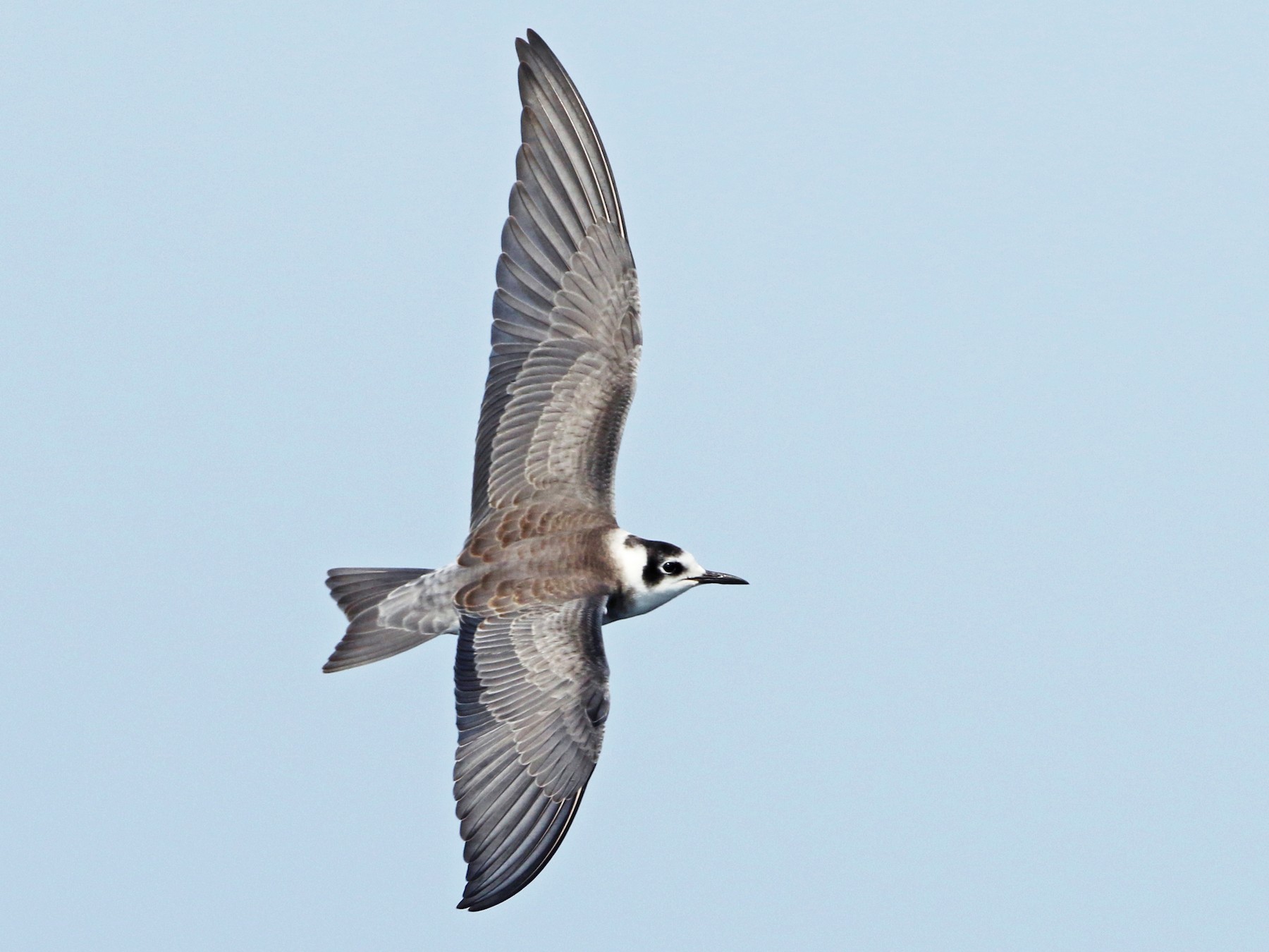 Black Tern - Luke Seitz