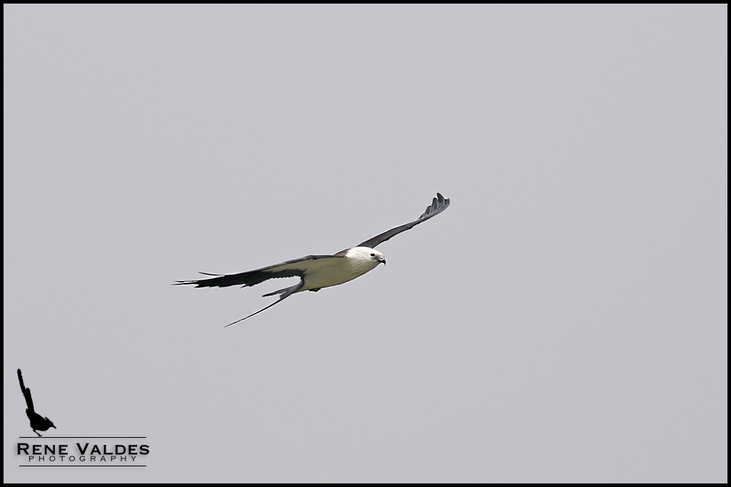 Swallow-tailed Kite - Rene Valdes 🦜