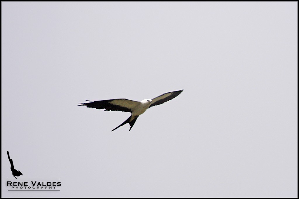 Swallow-tailed Kite - ML71336101