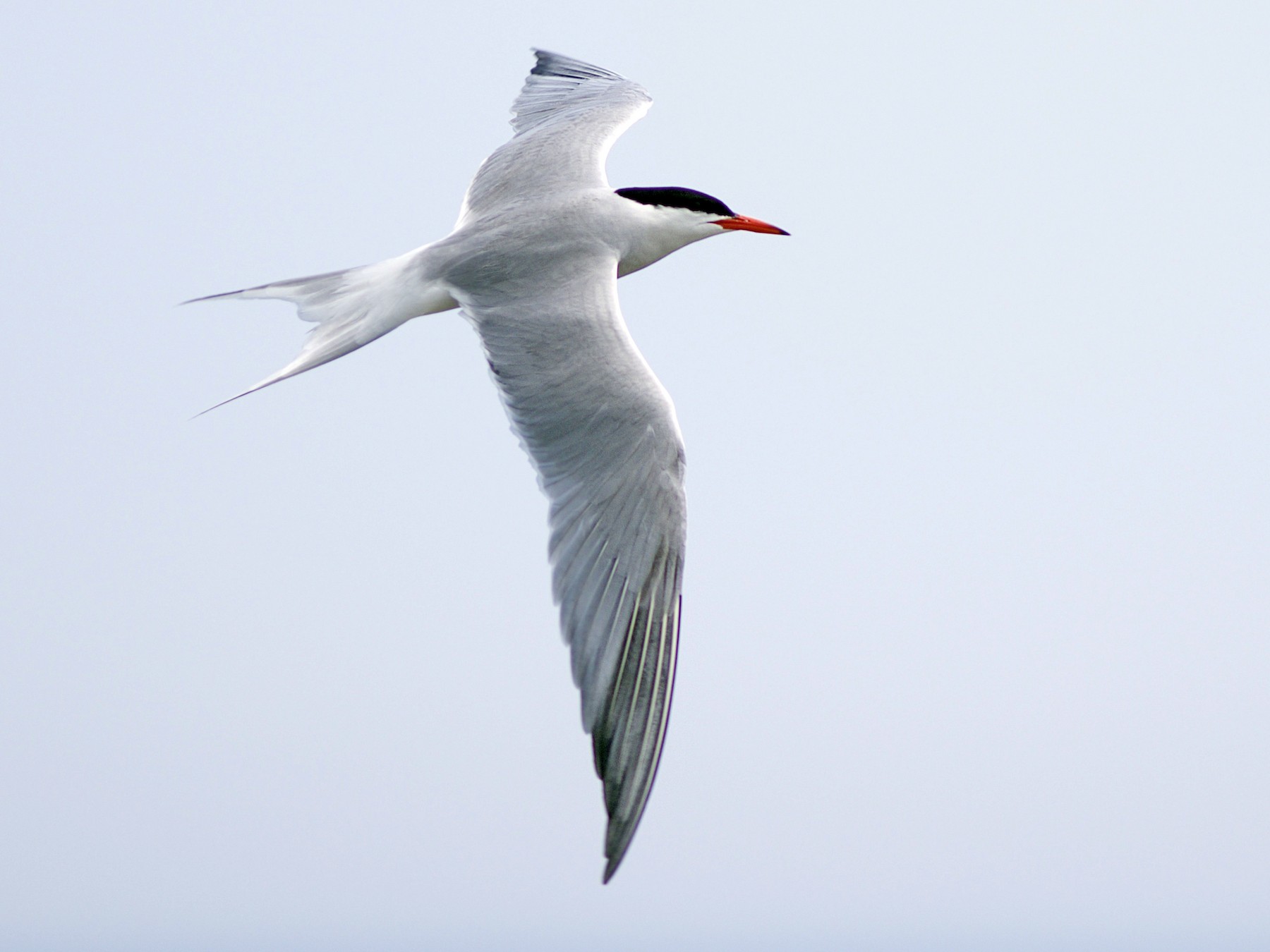 Common Tern - Doug Hitchcox
