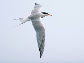 繁殖期成鳥 (hirundo/tibetana) - Doug Hitchcox - ML71336131