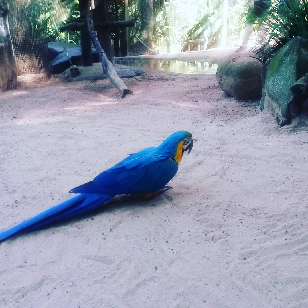 Blue-and-yellow Macaw - Ana Vanegas