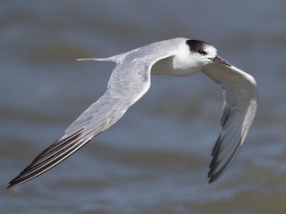 Adulte non nicheur (hirundo/tibetana) - Brendan Klick - ML71336231