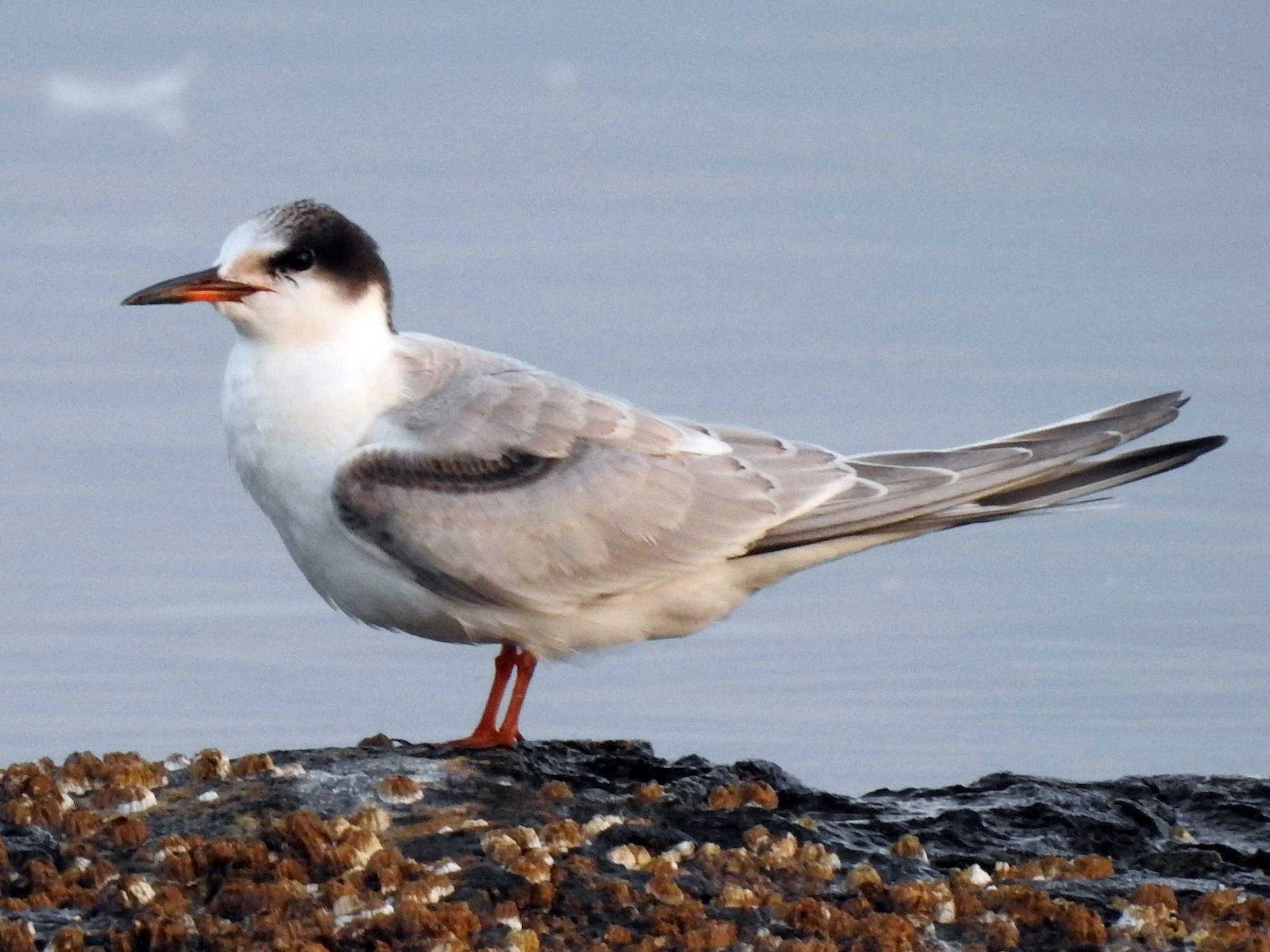 Common Tern - Jody  Wells