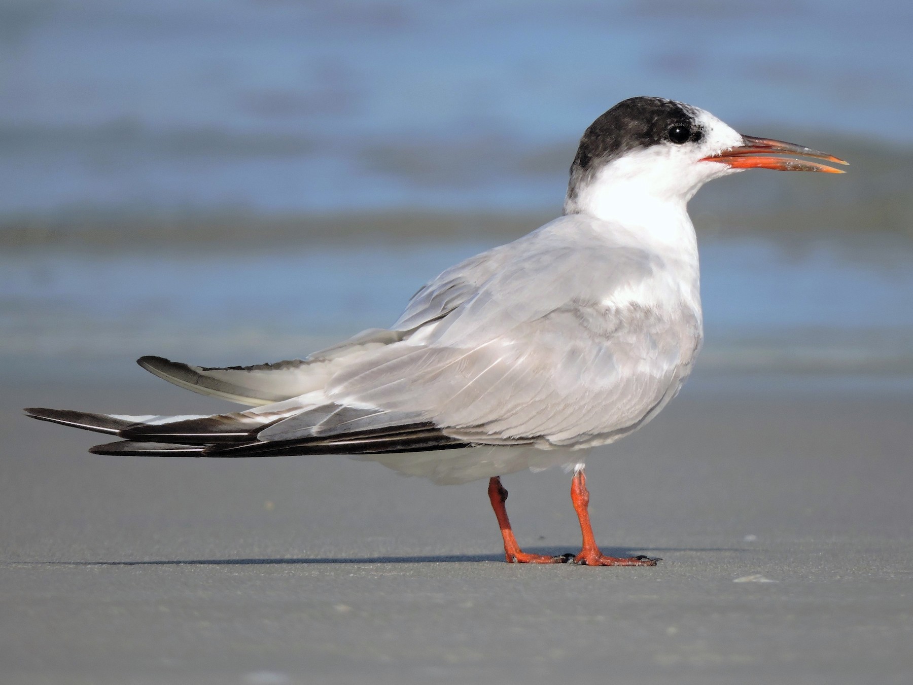 Common Tern - S. K.  Jones