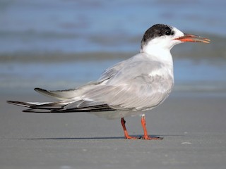 Ikke-ynglende adult (hirundo/tibetana) - S. K.  Jones - ML71336271