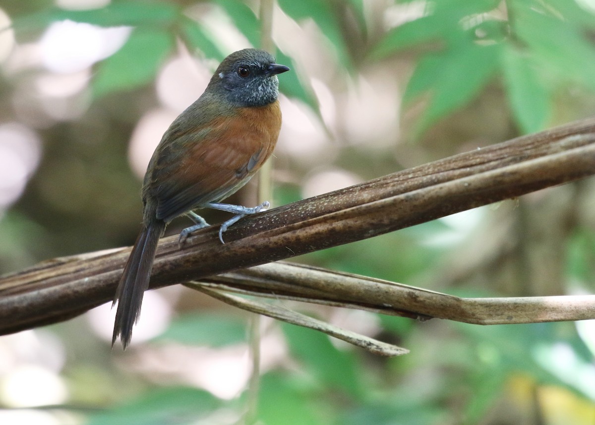 Rufous-breasted Spinetail - ML71337681