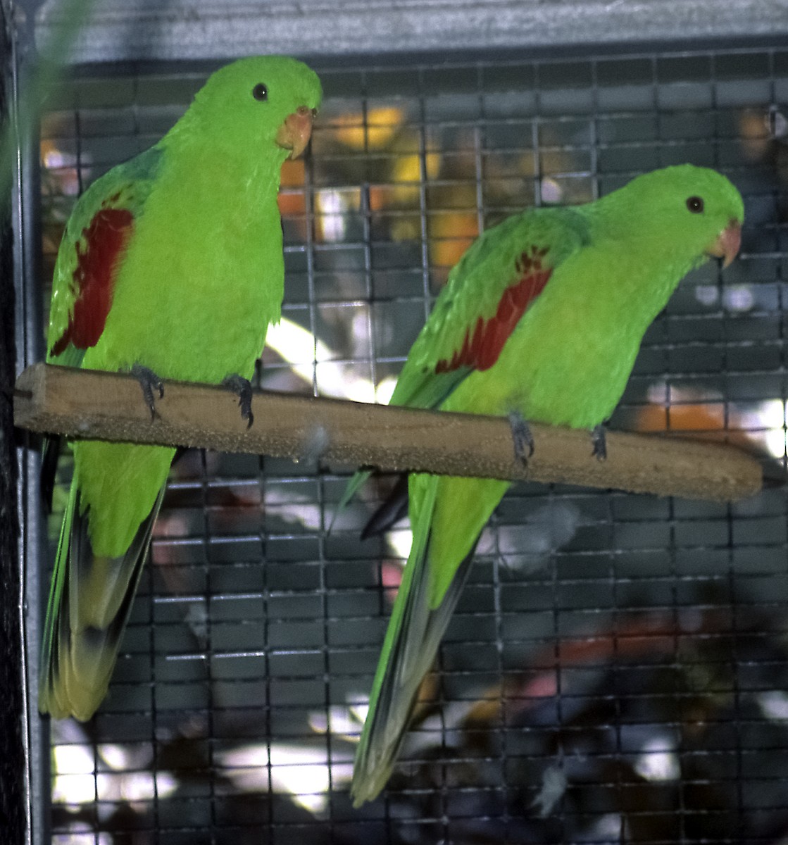 Olive-shouldered Parrot - Josep del Hoyo