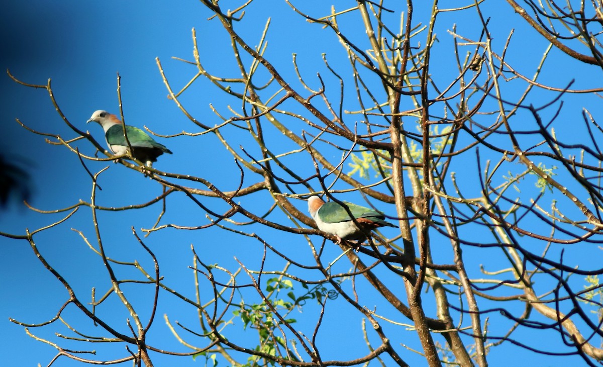Green Imperial-Pigeon (Rufous-naped) - ML71340011