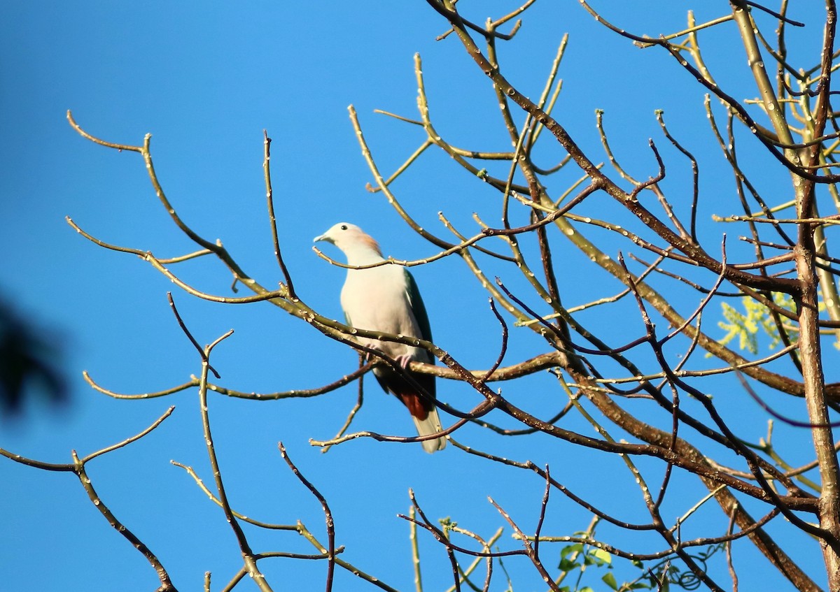 Green Imperial-Pigeon (Rufous-naped) - ML71340141