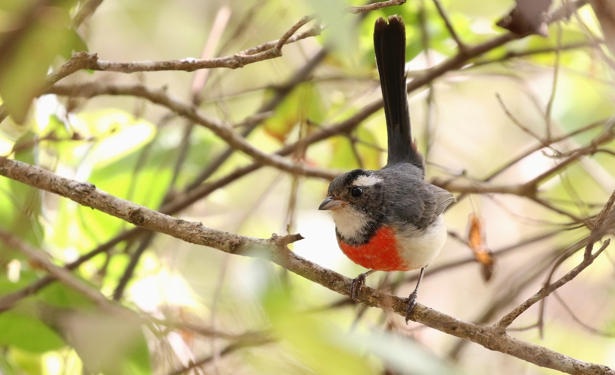 Red-breasted Chat - ML71340181