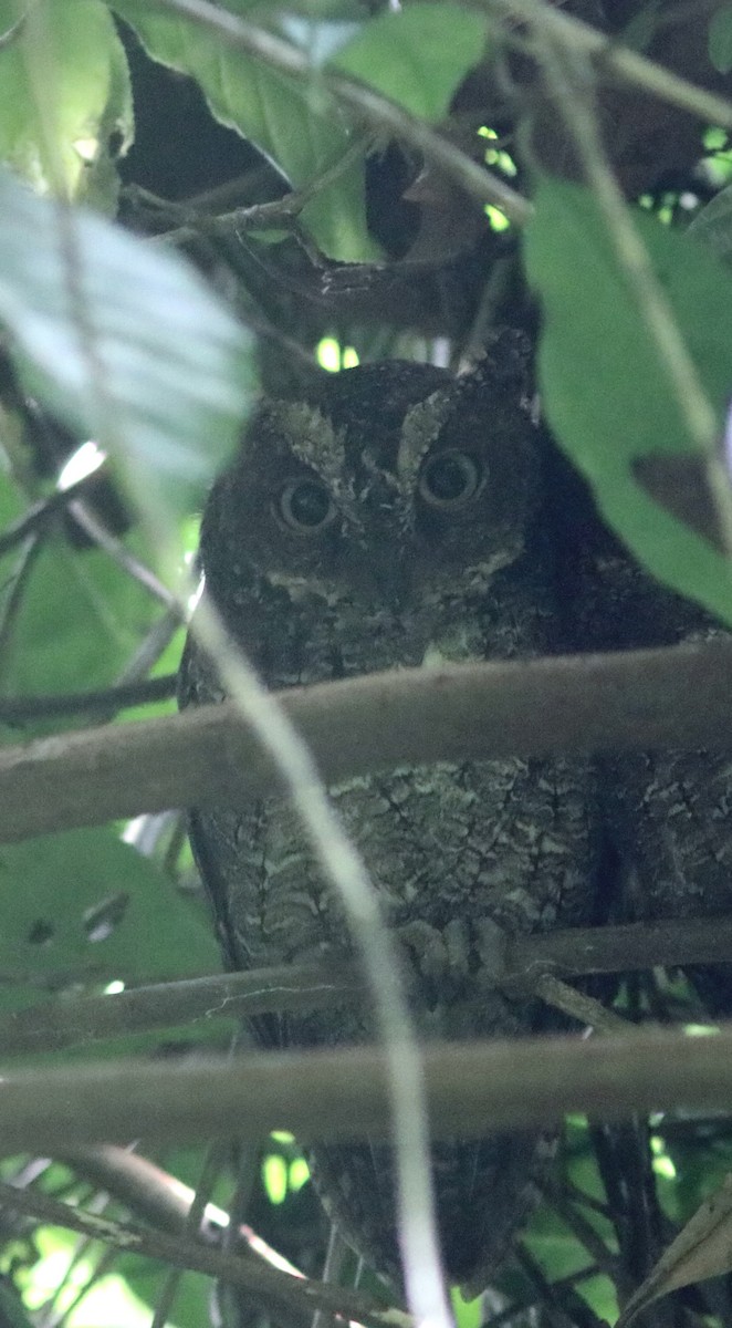 Sulawesi Scops-Owl - John Drummond