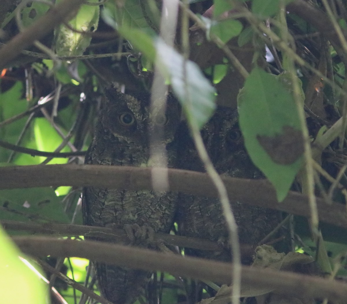 Sulawesi Scops-Owl - John Drummond