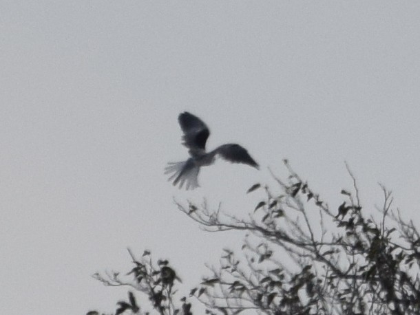 White-tailed Kite - ML71342891