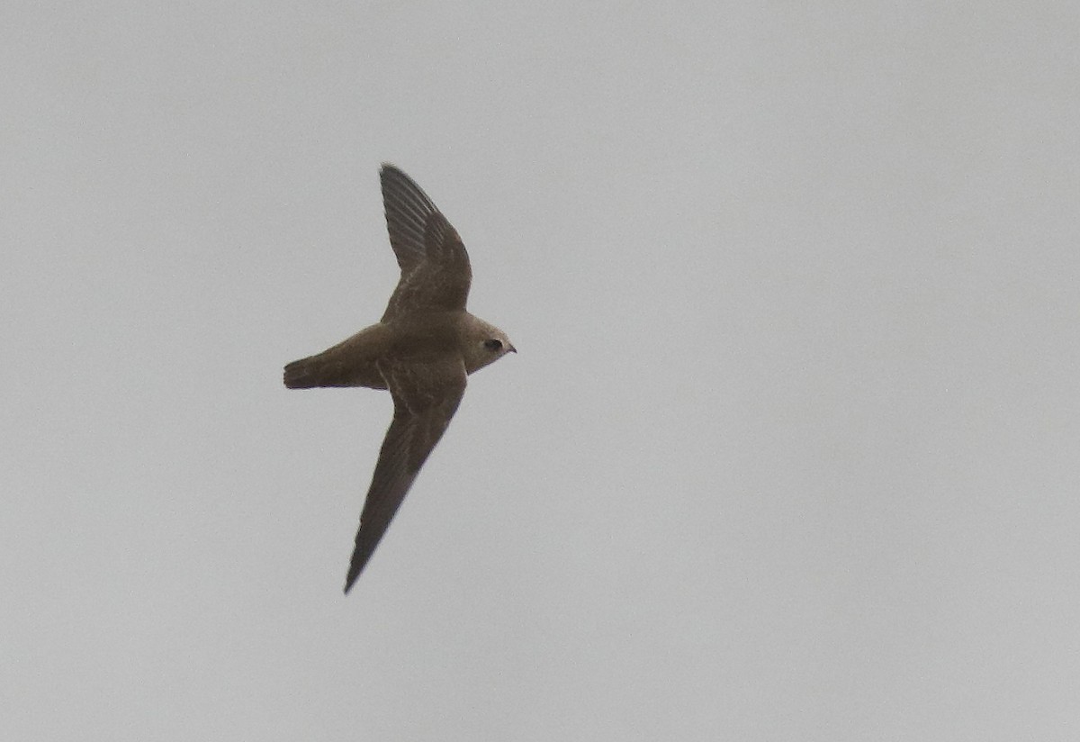 Great Dusky Swift - Dave Curtis