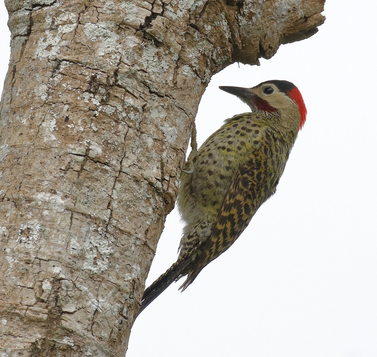 Green-barred Woodpecker - Dave Curtis