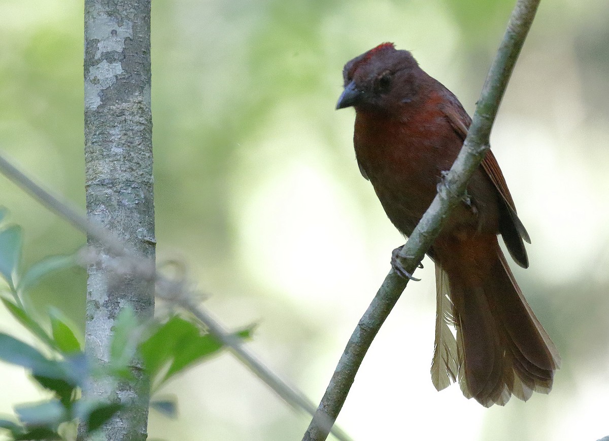 Red-crowned Ant-Tanager - ML71343731