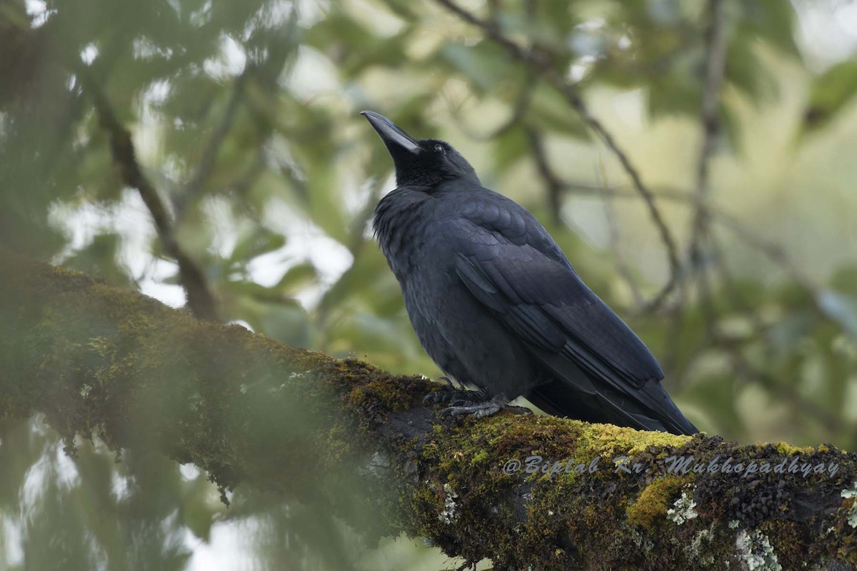 Large-billed Crow - Biplab kumar Mukhopadhyay