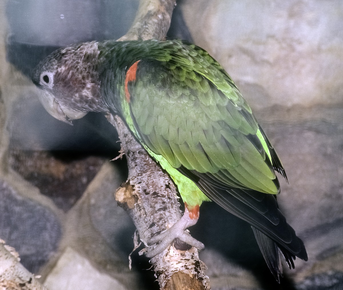 Cape Parrot - Josep del Hoyo