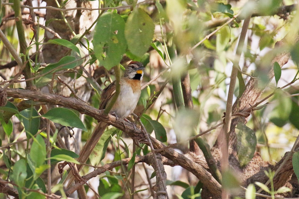 Chotoy Spinetail - ML71345801