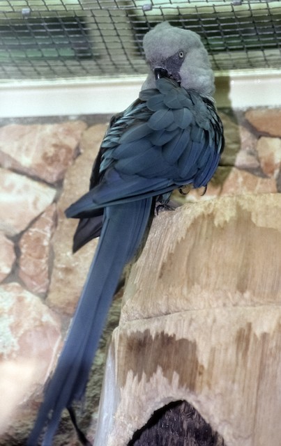 Adult dorsal view. - Spix's Macaw - 