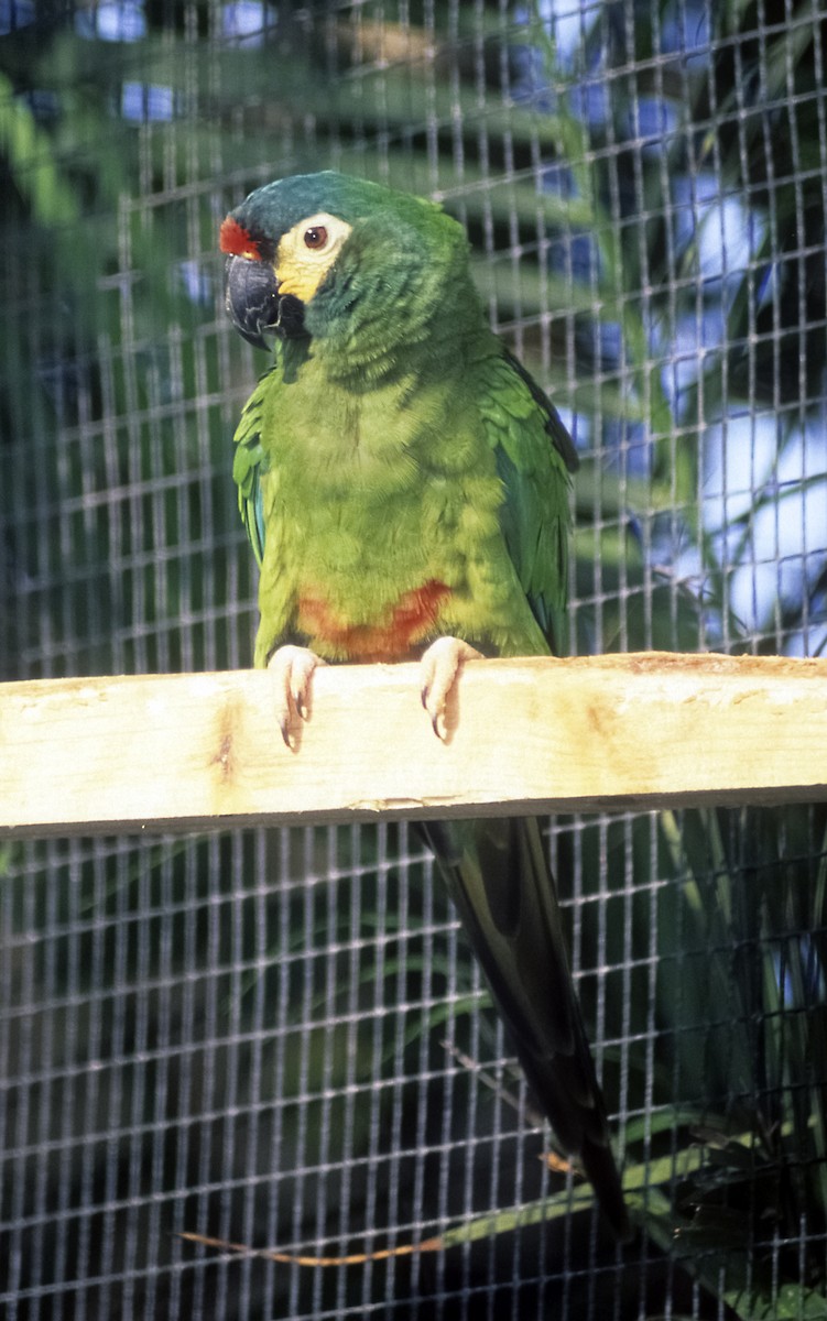 Blue-winged Macaw - Josep del Hoyo