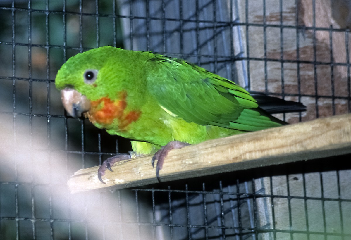 Green Parakeet (Red-throated) - Josep del Hoyo