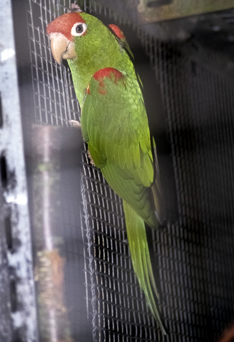 Scarlet-fronted Parakeet - Josep del Hoyo
