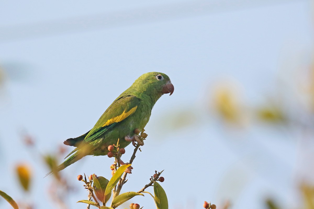 Yellow-chevroned Parakeet - David Lang