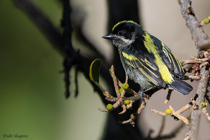 Western Tinkerbird (Angola) - ML713497