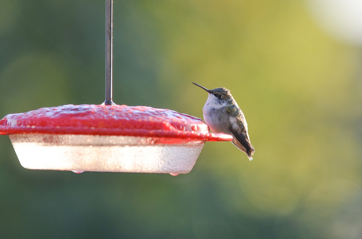 Ruby-throated Hummingbird - ML71352661