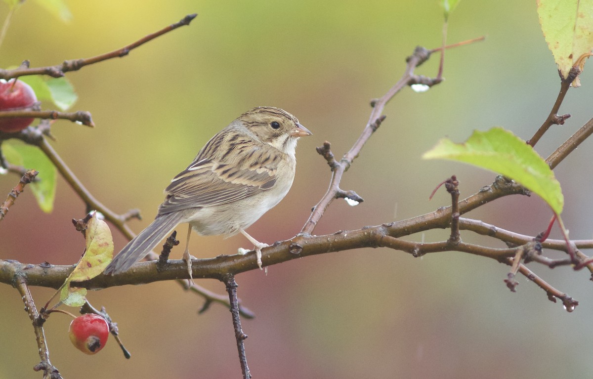 Clay-colored Sparrow - Doug Hitchcox