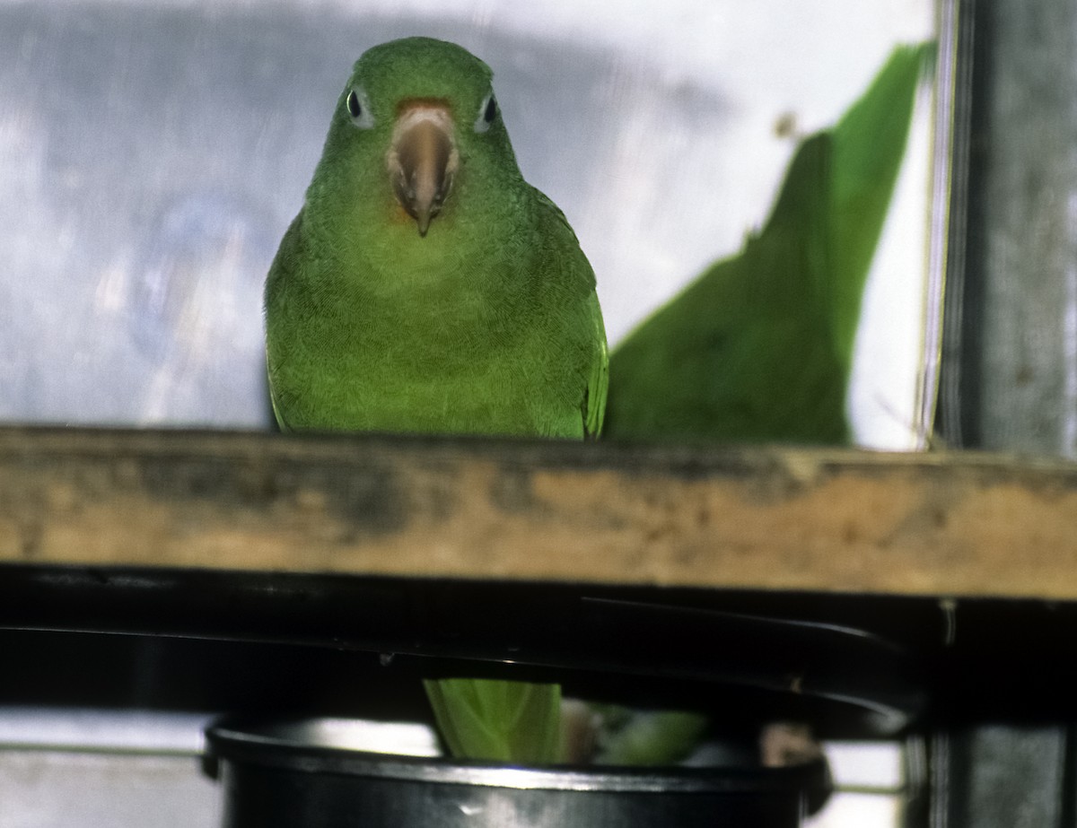 Golden-winged Parakeet - Josep del Hoyo
