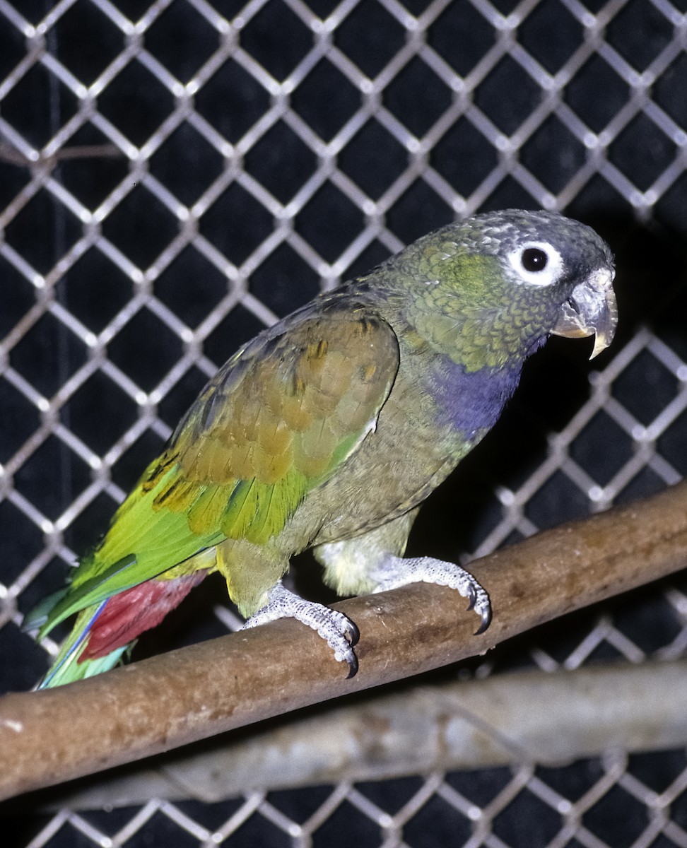 Scaly-headed Parrot - Josep del Hoyo