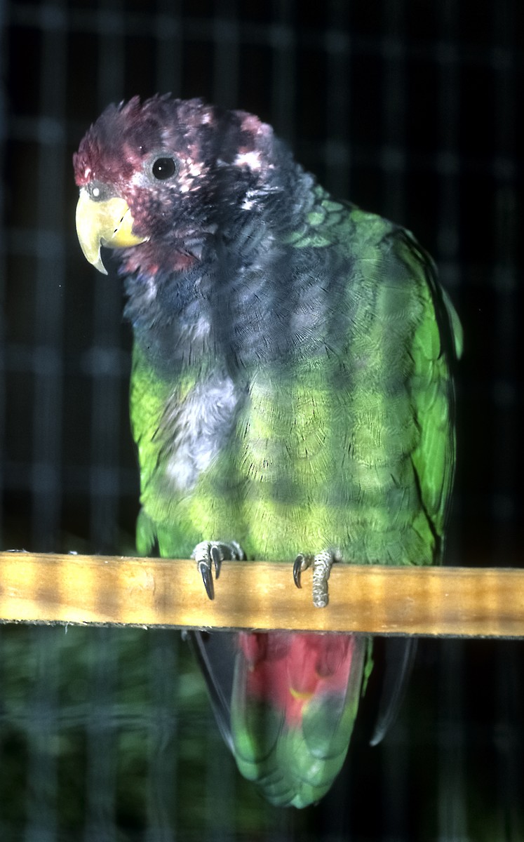 Speckle-faced Parrot (Plum-crowned) - Josep del Hoyo