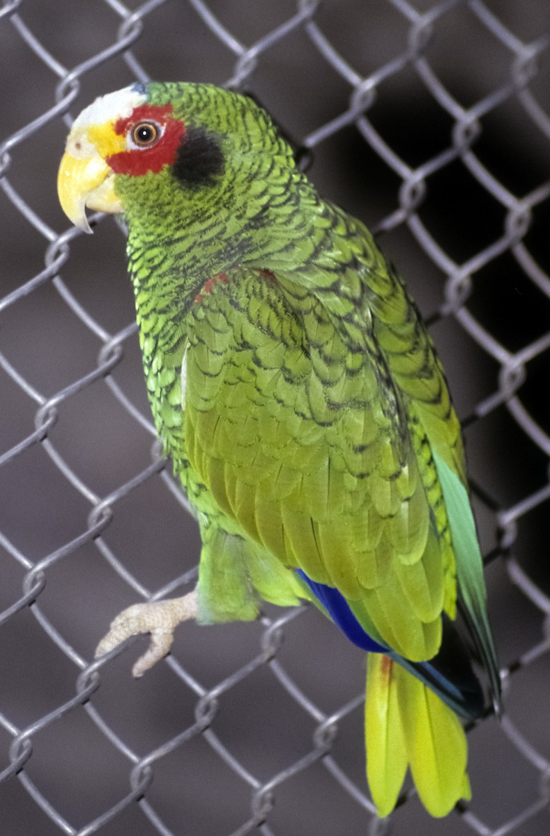 Yellow-lored Parrot - Josep del Hoyo
