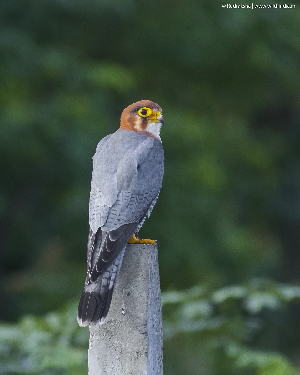 Red-necked Falcon - Rudraksha Chodankar