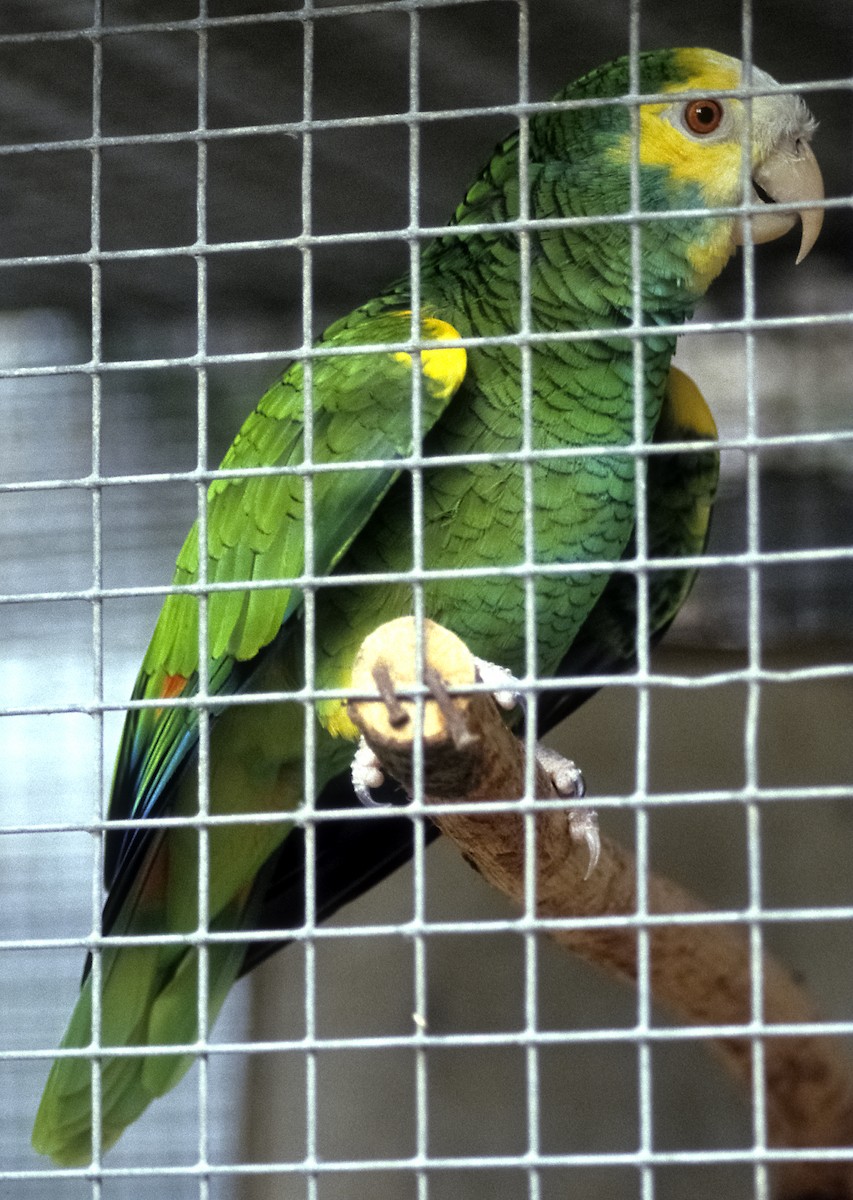 Yellow-shouldered Parrot - Josep del Hoyo