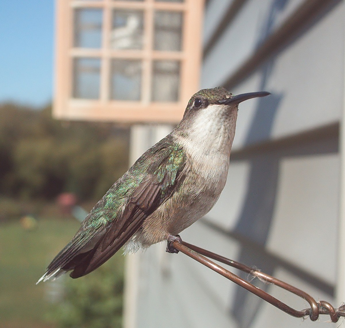Ruby-throated Hummingbird - ML71357541