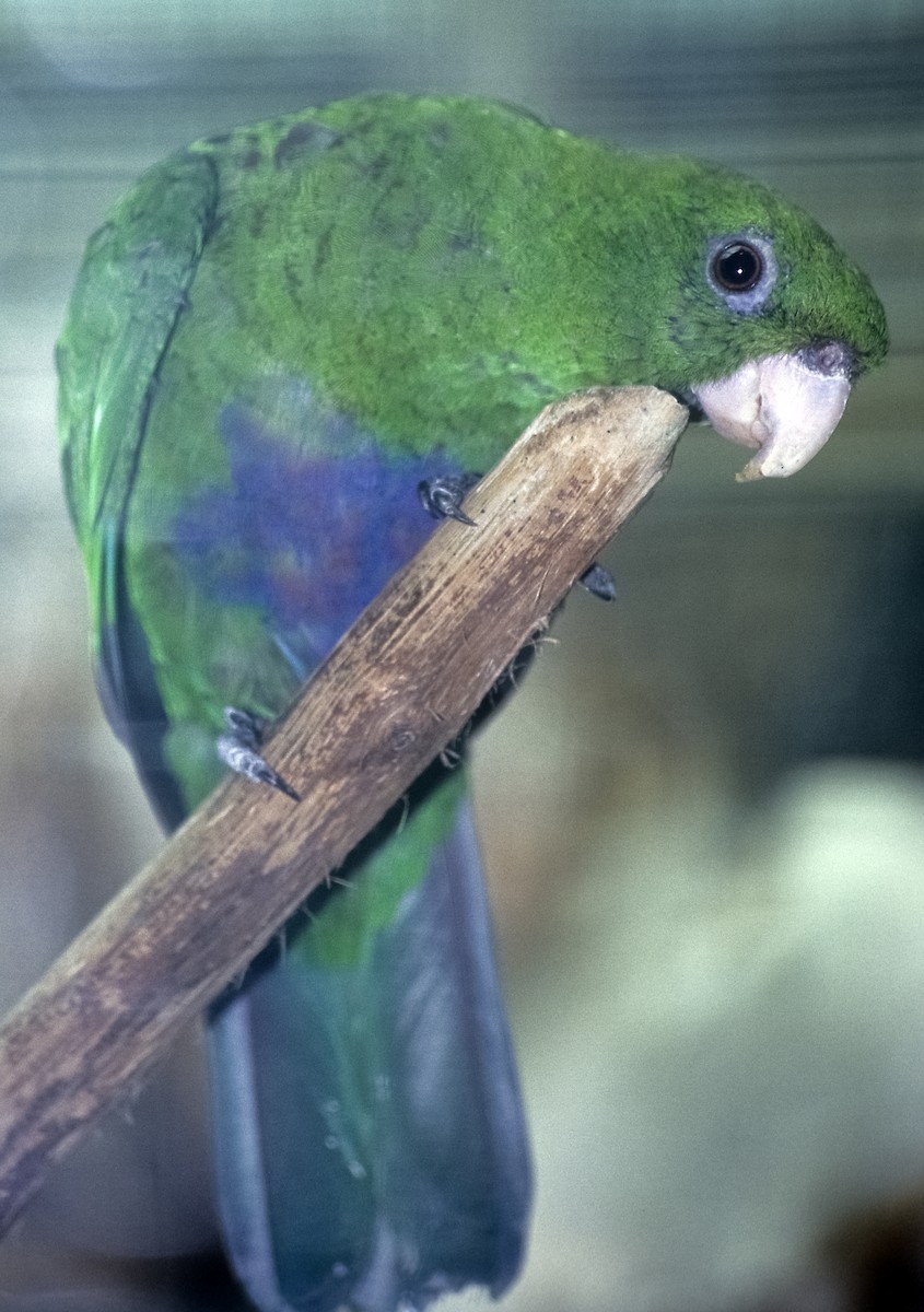 Blue-bellied Parrot - Josep del Hoyo