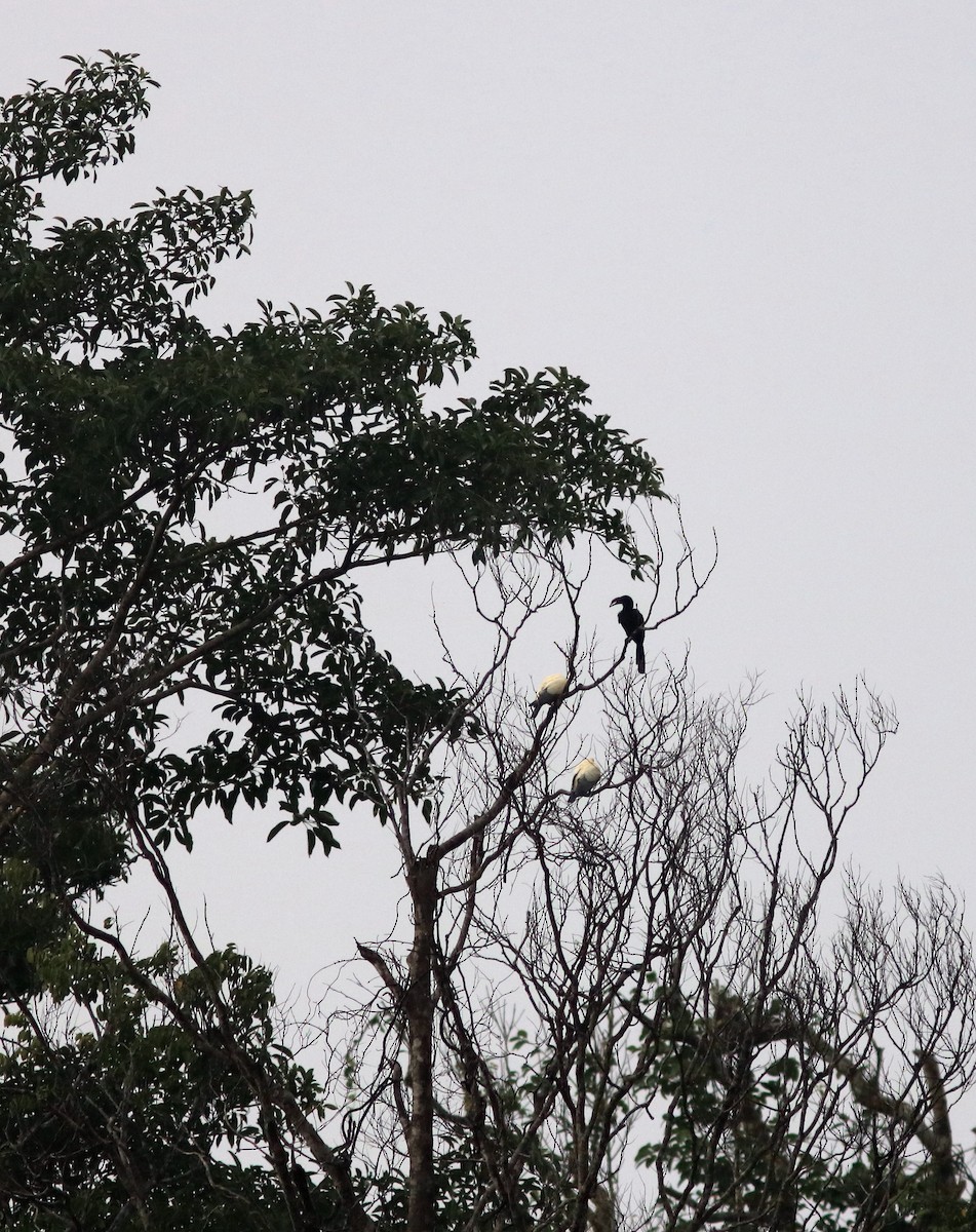 Sulawesi Hornbill (Dwarf) - ML71359411