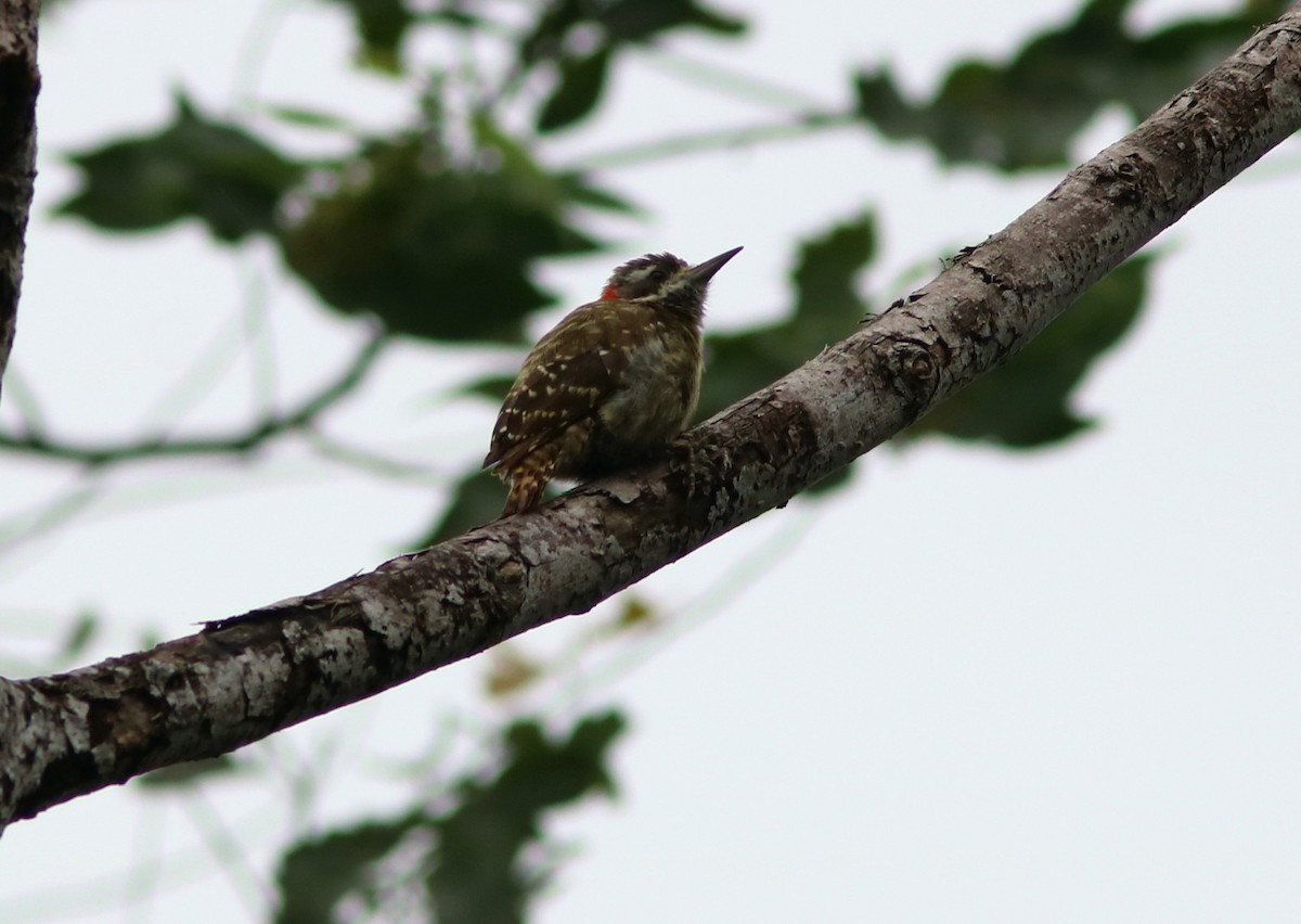 Sulawesi Pygmy Woodpecker - ML71359591